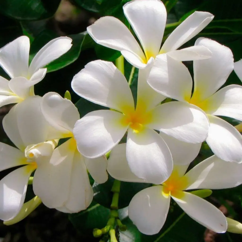 Ambientador Mikado Jazmin eco jinyolanda.es