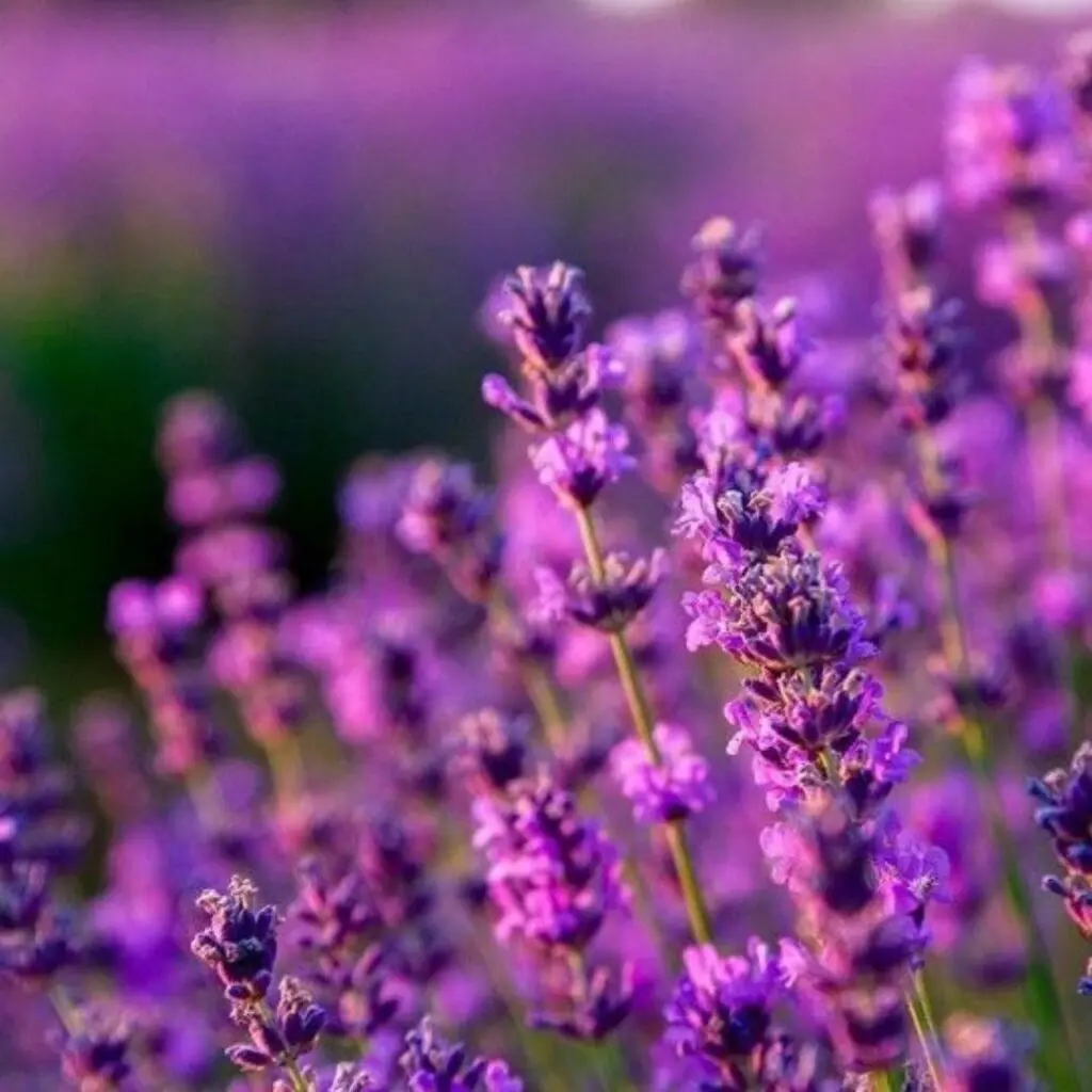 Ambientador Mikado lavanda
